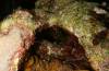 105 - Dive4-5N Que Bradas