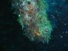 121 - Dive4-1 Blue Hole