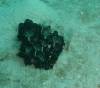 126 - Dive4-1 Blue Hole