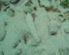 127 - Dive4-1 Blue Hole