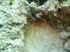 128 - Dive4-1 Blue Hole