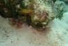 129 - Dive4-1 Blue Hole