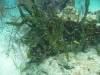 135 - Dive4-1 Blue Hole