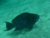 154 - Dive4-1 Blue Hole