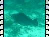 155 - Dive4-1 Blue Hole