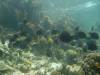157 - Dive4-1 Blue Hole