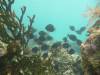 159 - Dive4-1 Blue Hole