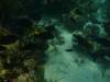 162 - Dive4-1 Blue Hole