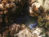 102 - Dive4-2 Blue Hole