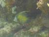 106 - Dive4-2 Blue Hole