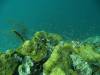 117 - Dive4-2 Blue Hole