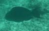 118 - Dive4-2 Blue Hole