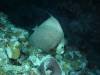 102 - Dive5-3 Tarpon Caves