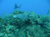 108 - Dive5-3 Tarpon Caves