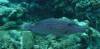 109 - Dive5-3 Tarpon Caves