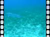 110 - Dive5-3 Tarpon Caves