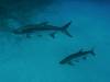 113 - Dive5-3 Tarpon Caves