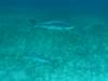 115 - Dive5-3 Tarpon Caves