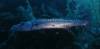 101 - Dive5-4 Tarpon Caves