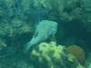 107 - Dive6-2 Long Cay Wall