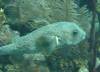 109 - Dive6-2 Long Cay Wall