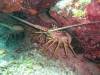 110 - Dive6-2 Long Cay Wall