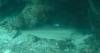 112 - Dive6-2 Long Cay Wall