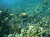 113 - Dive6-2 Long Cay Wall