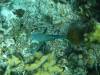 114 - Dive6-2 Long Cay Wall