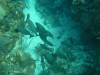 116 - Dive6-2 Long Cay Wall