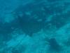 103 - Dive5-3 Amber Head