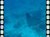 104 - Dive5-3 Amber Head