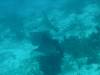 105 - Dive5-3 Amber Head