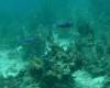 112 - Dive5-3 Amber Head