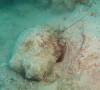 113 - Dive5-4 Amber Head