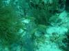 110 - Dive6-2 Sandy Slopes