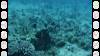 Dive3-3-134 201009 Maui Dive3-3