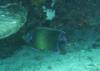 Dive1-1 Coral Canyons-101 Dive1-1 Coral Canyons