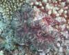 Dive1-1 Coral Canyons-107 Dive1-1 Coral Canyons