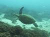 Dive1-2 Herons Point-100 Dive1-2 Herons Point
