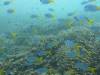 Dive1-2 Herons Point-106 Dive1-2 Herons Point