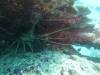Dive2-2 Coral Grotto-105 Dive2-2 Coral Grotto