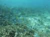 Dive2-3 Gorgons Hole-115 Dive2-3 Gorgons Hole