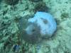 Dive2-3 Gorgons Hole-119 Dive2-3 Gorgons Hole