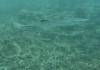 Dive2-3 Gorgons Hole-121 Dive2-3 Gorgons Hole