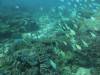 Dive3-1 Turtle Alley-113 Dive3-1 Turtle Alley