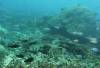 Dive3-1 Turtle Alley-118 Dive3-1 Turtle Alley
