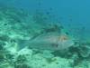 Dive3-1 Turtle Alley-120 Dive3-1 Turtle Alley
