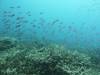 Dive3-1 Turtle Alley-135 Dive3-1 Turtle Alley