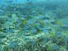 Dive3-1 Turtle Alley-141 Dive3-1 Turtle Alley